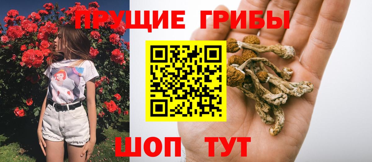 Псилоцибиновые грибы Psilocybe Корсаков